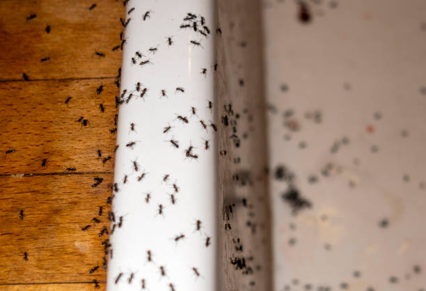 Best Spider Control Near Me  in Joanna, SC