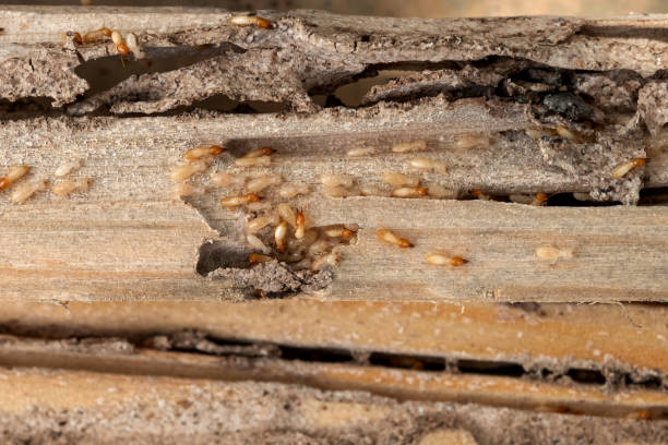 Best Local Pest Control Services  in Joanna, SC